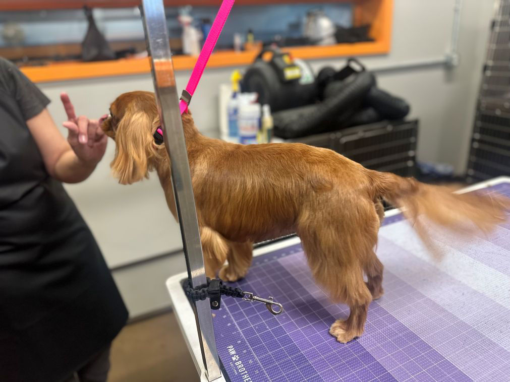 Grooming
