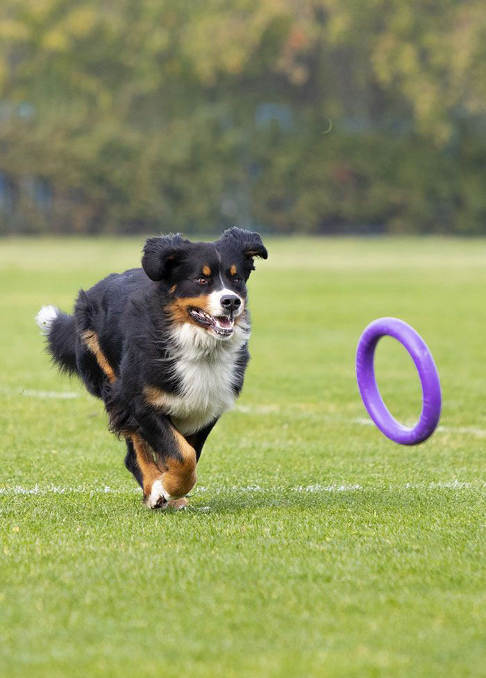 Dog playing in lawn