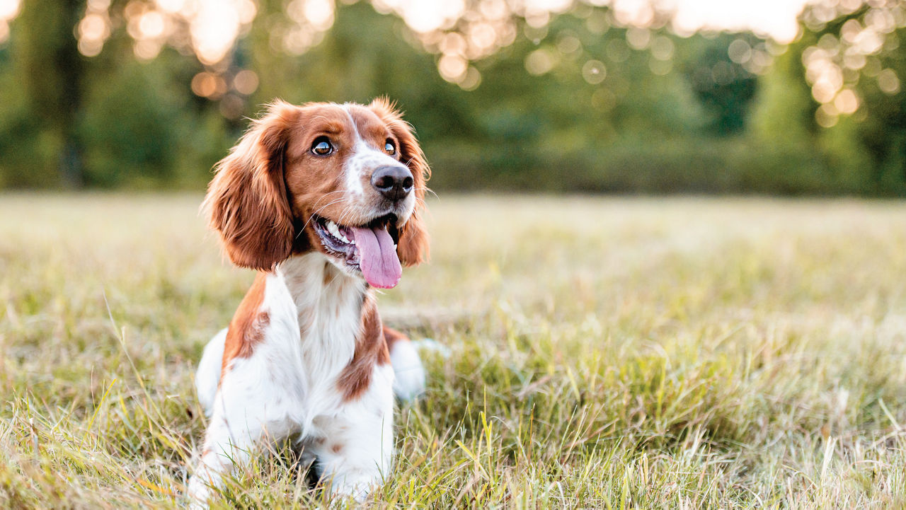 Welsh Springer Spaniel sitting in field