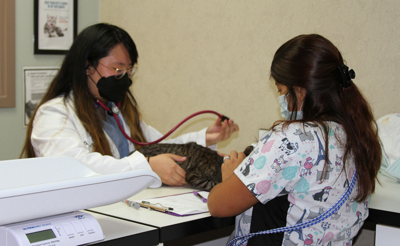 Staff examining pet