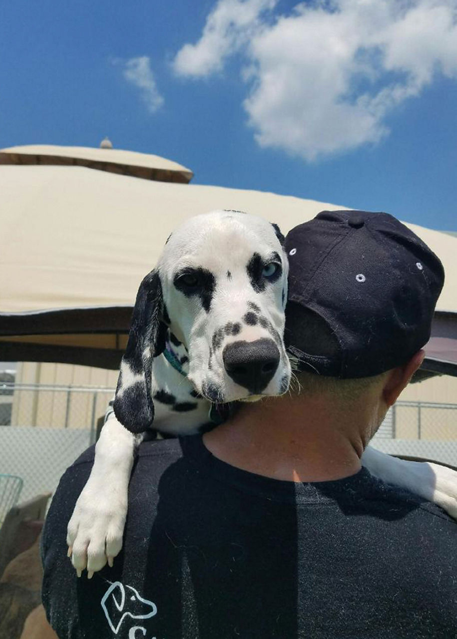 staff-holding-dalmation