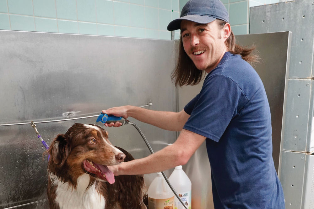 Dog Boarding  Divine Canine