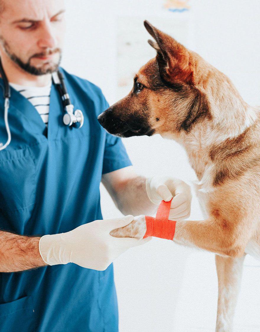 Dog getting bandaged up with red tape.