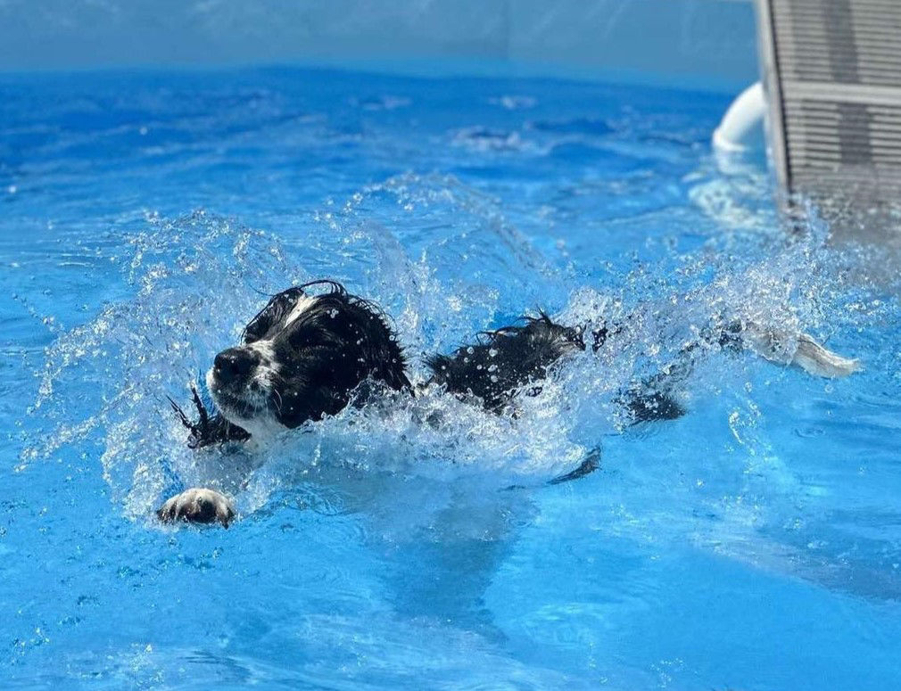 dog in pool