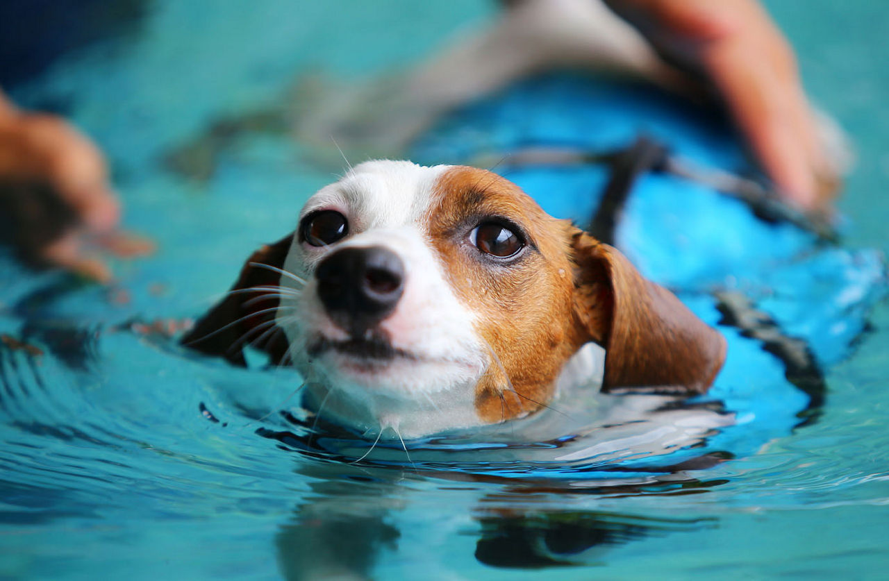 dog swims