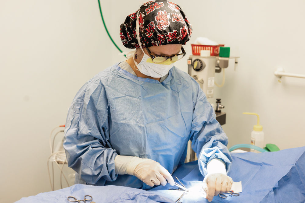 Veterinarian doing surgery