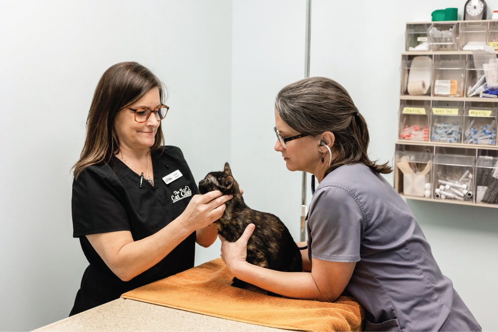 Cat receiving check up