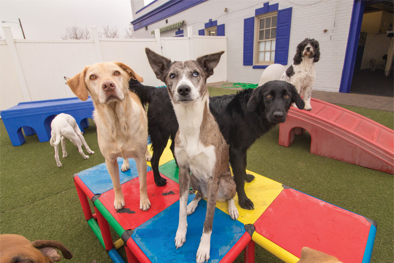 Three dogs at daycare