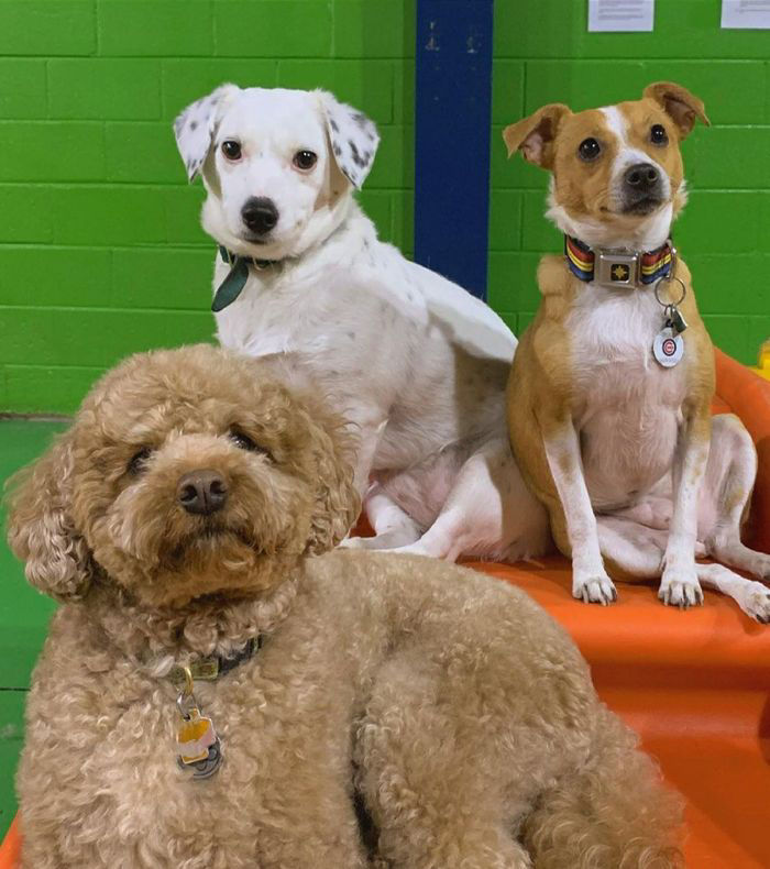 Dog Daycare Chicago Evanston Skokie Bow Wow Lounge