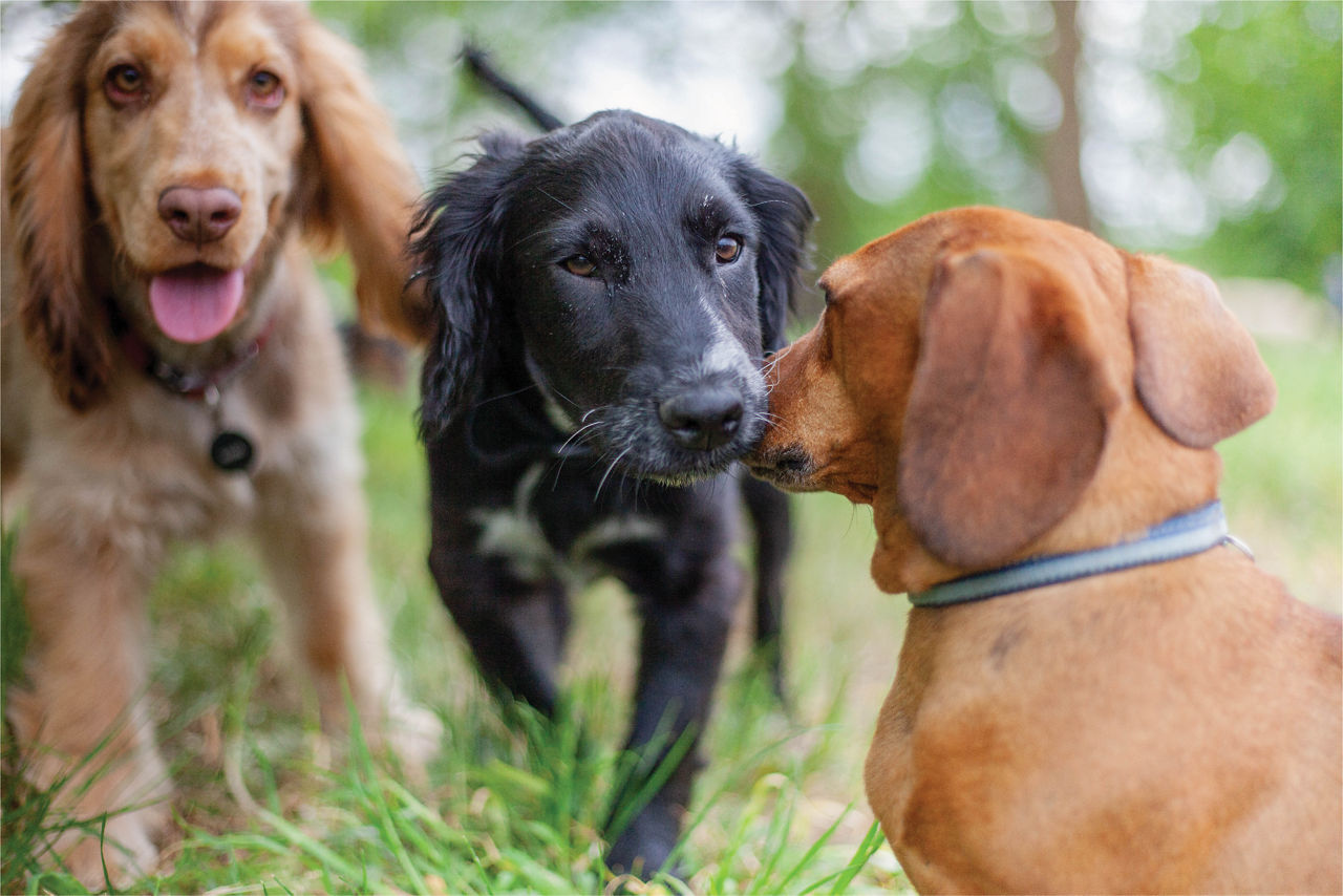 three-dogs-playing