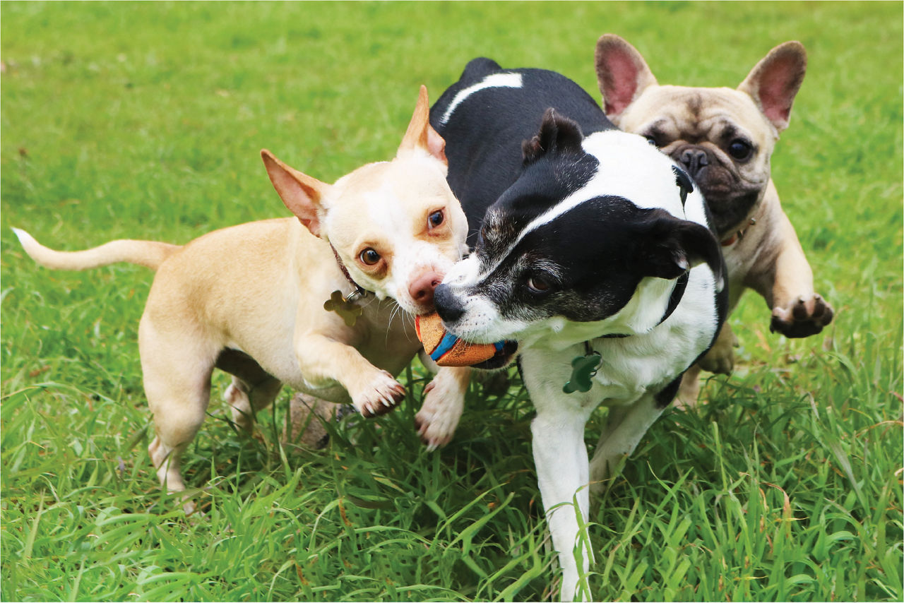 three dogs playing with orange tennis ball