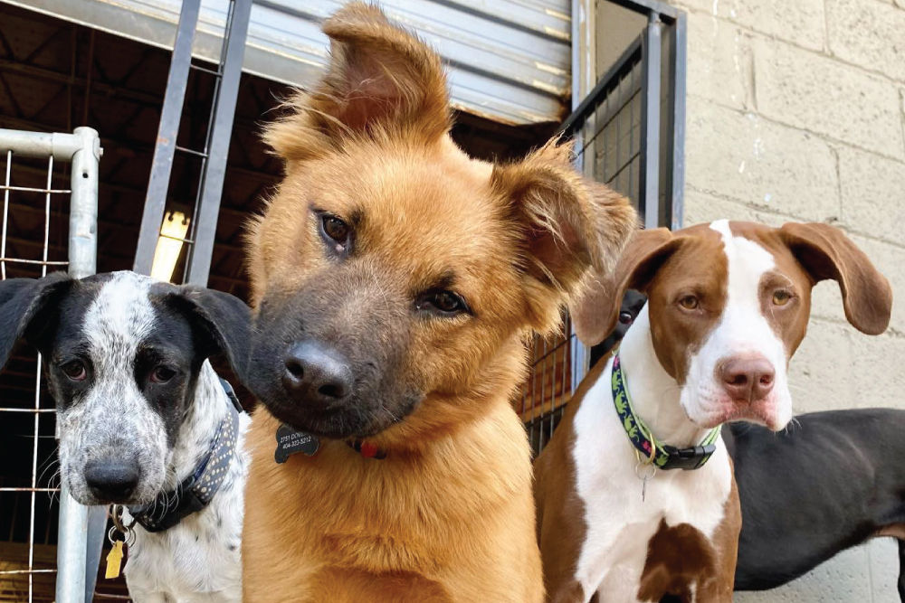 three-dogs-sitting