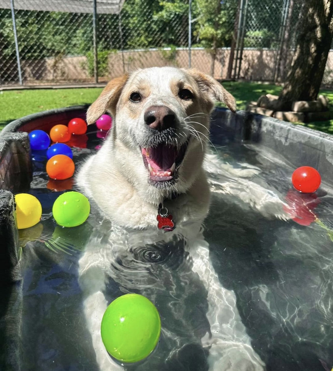 dog playing with balls in tub