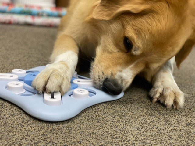 dog playing with ball