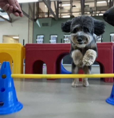 dog with trainer