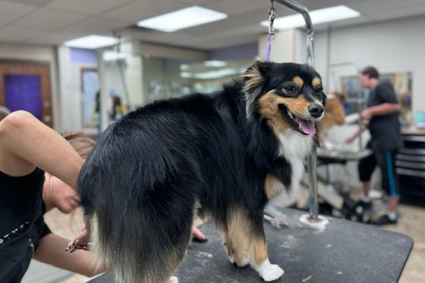 Dog holding a toothbrush in their mouth.