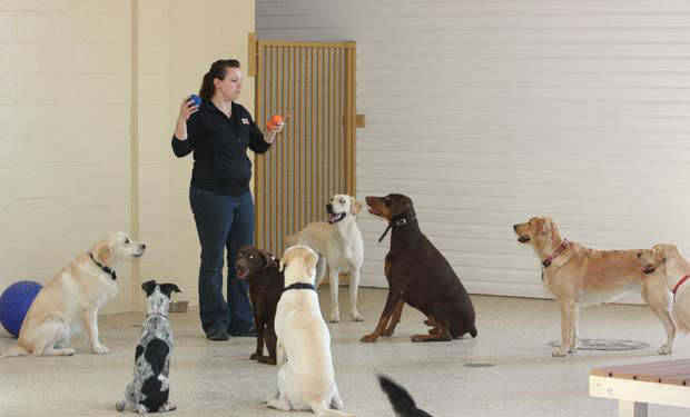 trainer is training the dogs