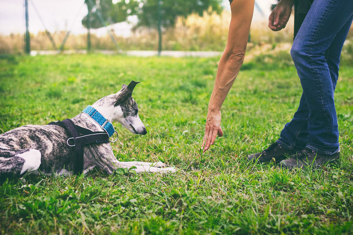 Training dog