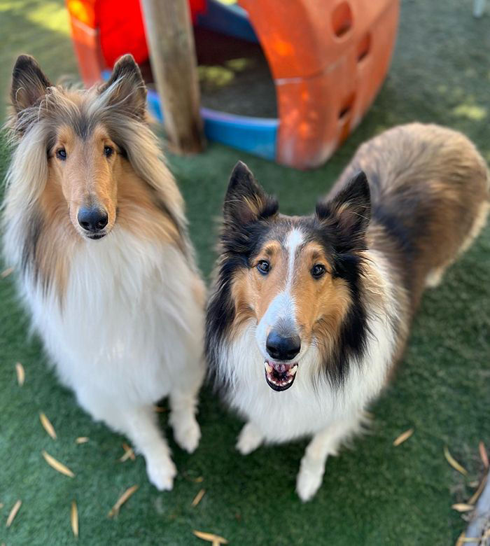 two beautiful furry dogs