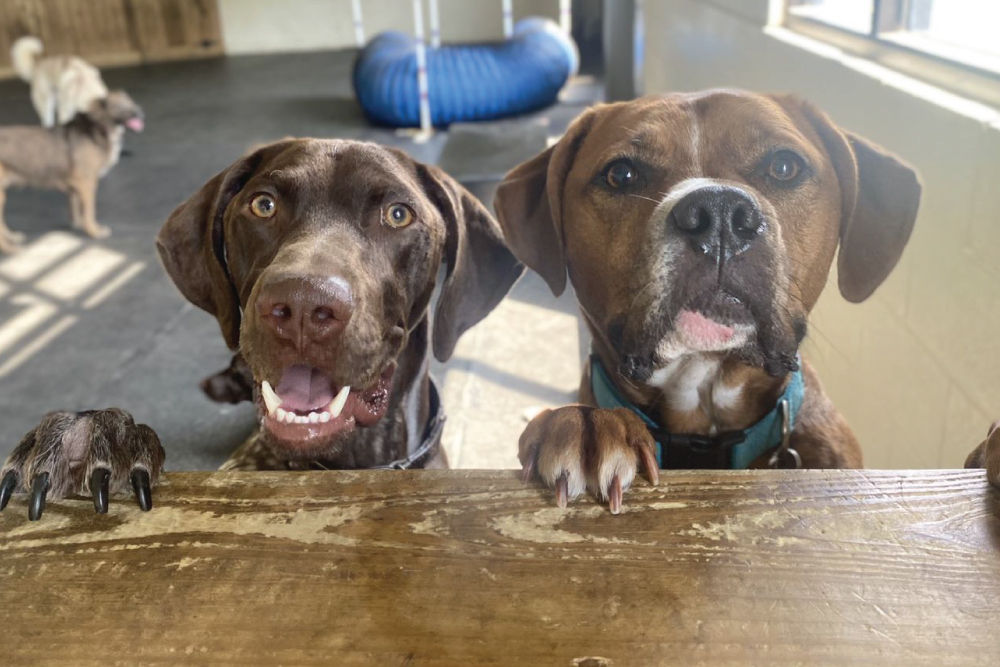 Two brown dogs smiling
