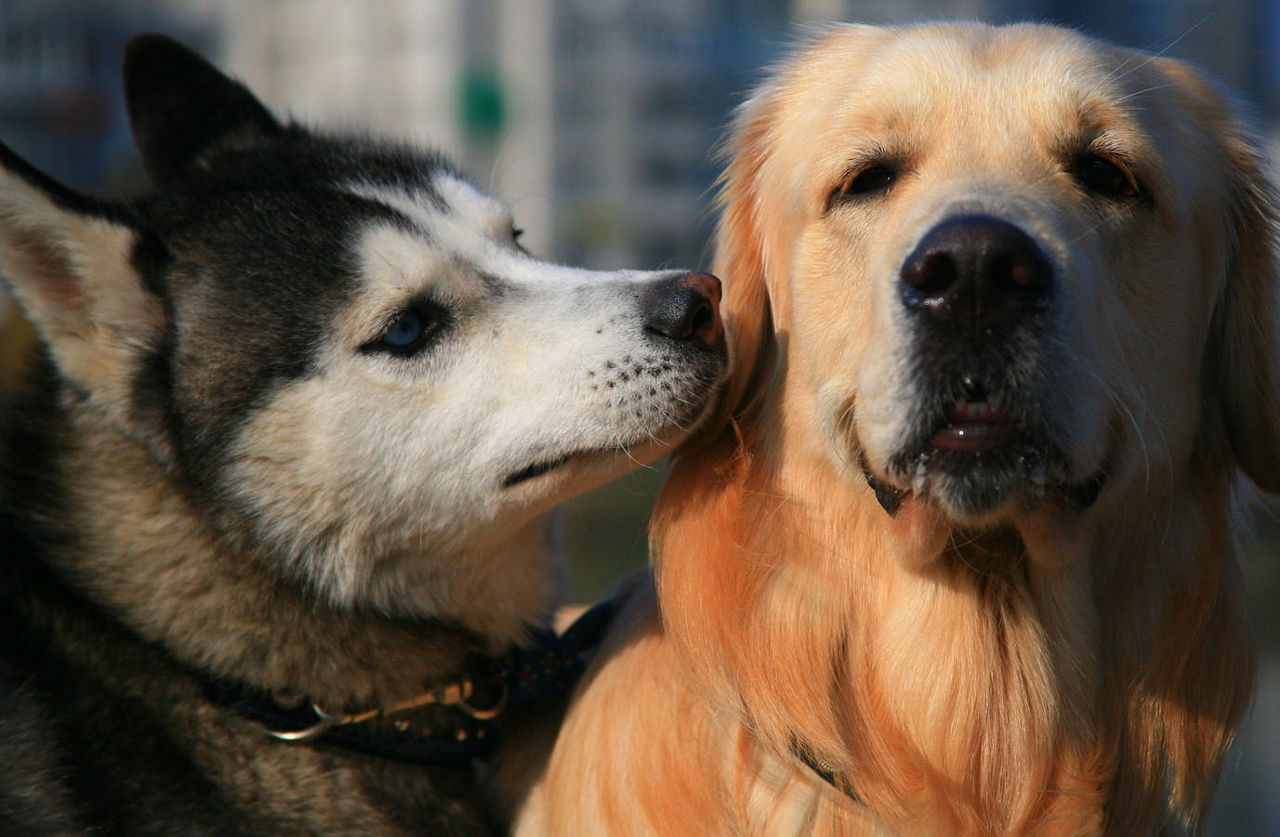 two dogs cuddling