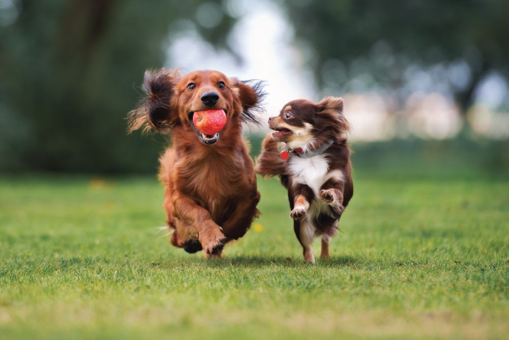 Two dogs running with one holding an apple.