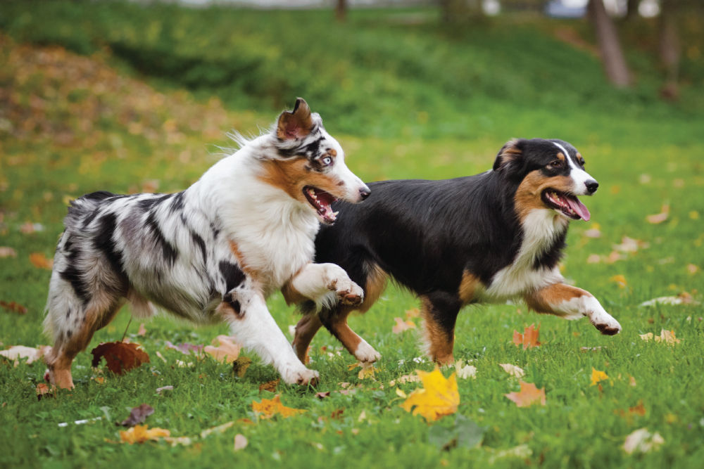 Two dogs chasing each other in grass.