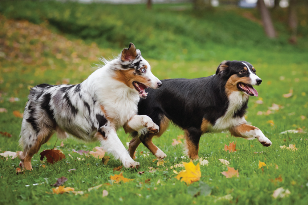 Two dogs chasing each other in grass.