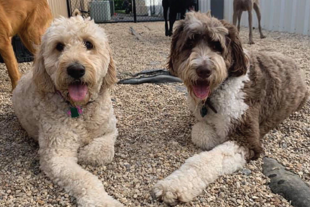 Two dogs laying on ground