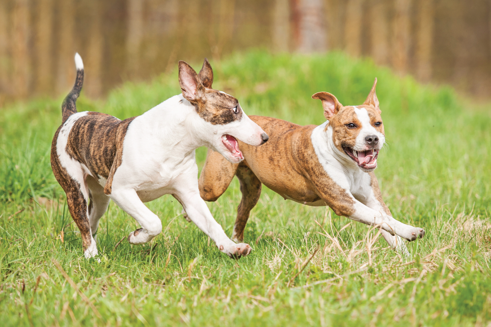 Two dogs running along side each other.