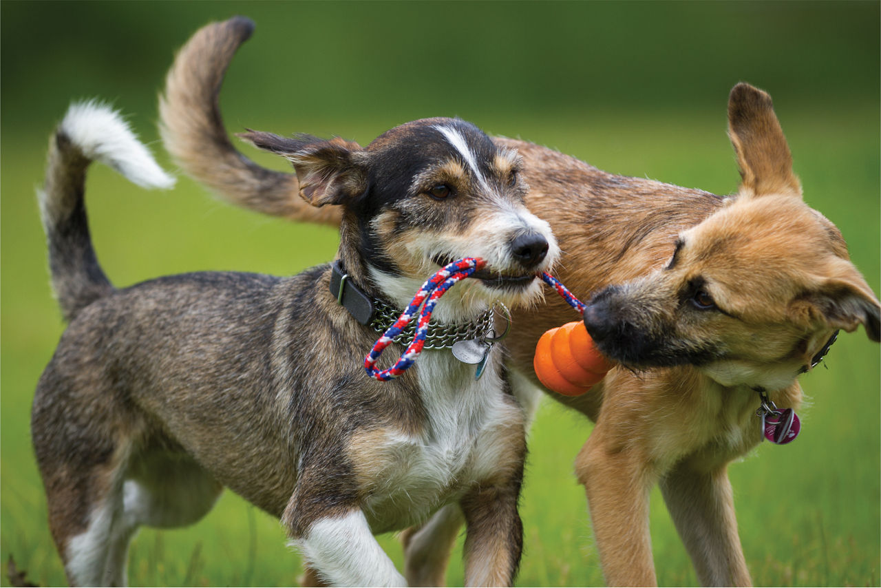 Two Dogs Playing Toy