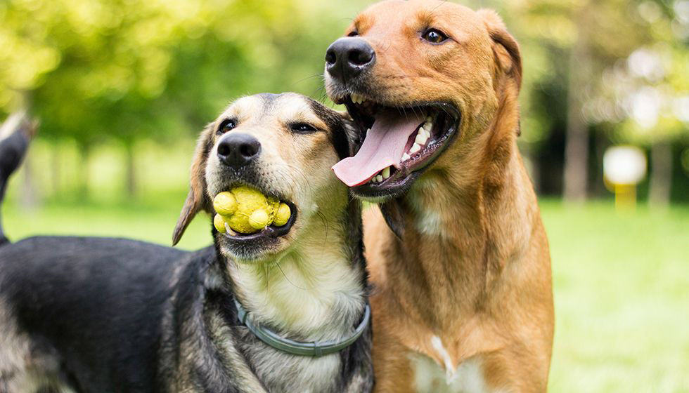 Two dogs playing with chewing toy