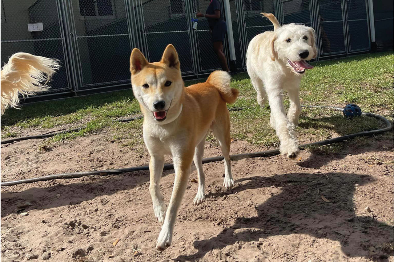 Two dogs running