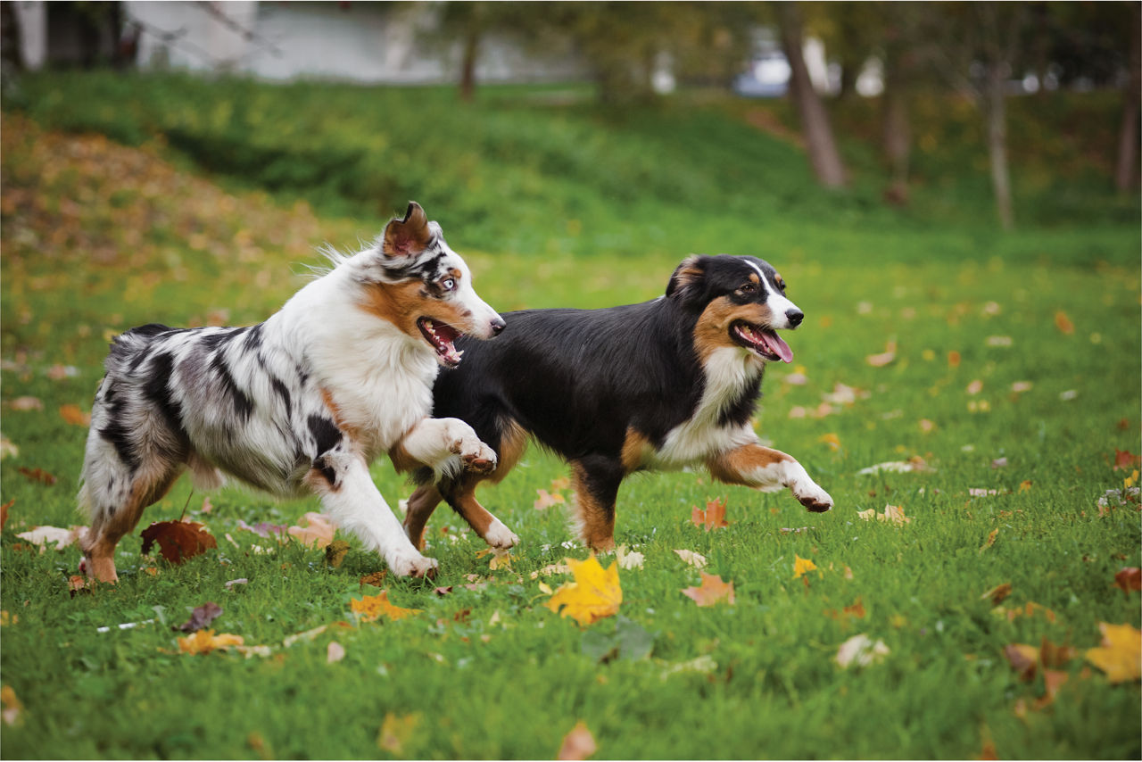 Two Dogs Running Grass