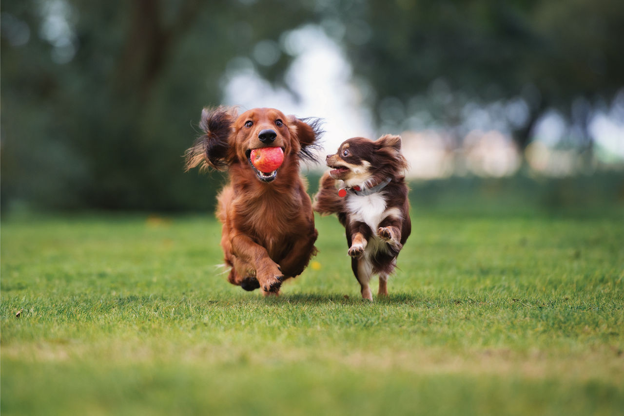 happy dog at daycare