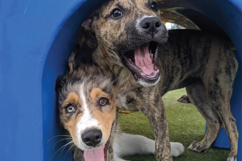 Two dogs under play equipment.