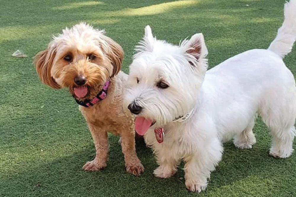 Two small dogs standing next to each other.