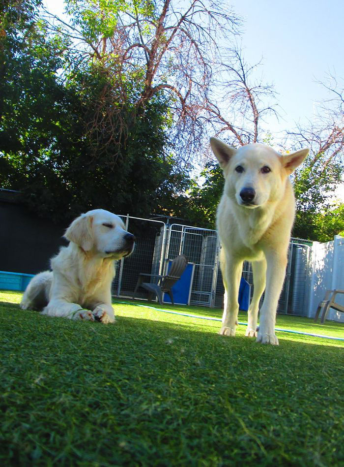 Two dogs in lawn