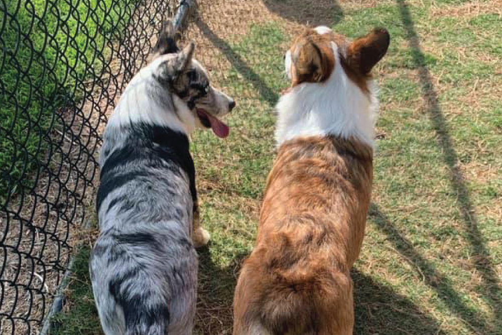 Two dogs standing together