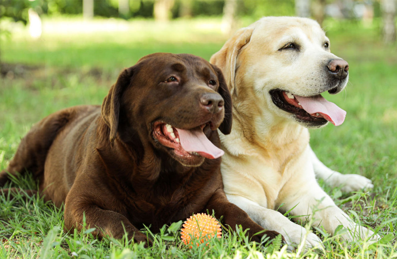 Dogs laying in grass