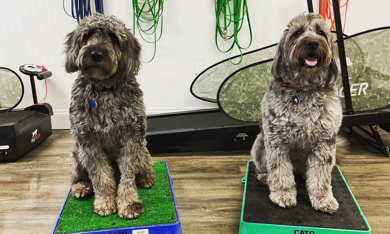 Two dogs sitting on grass pads