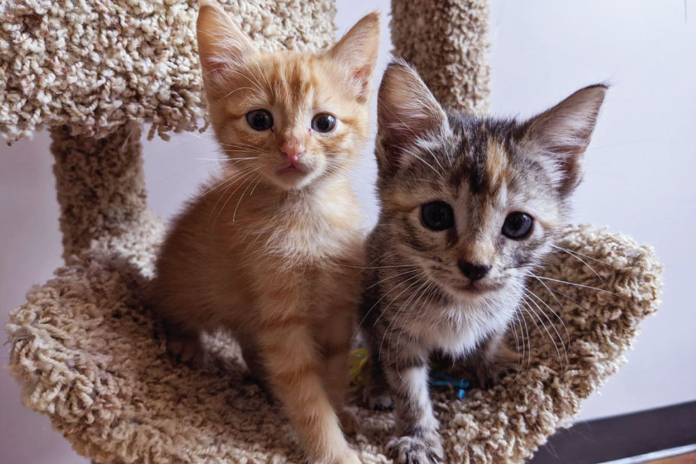 Two kittens sitting in cat tree