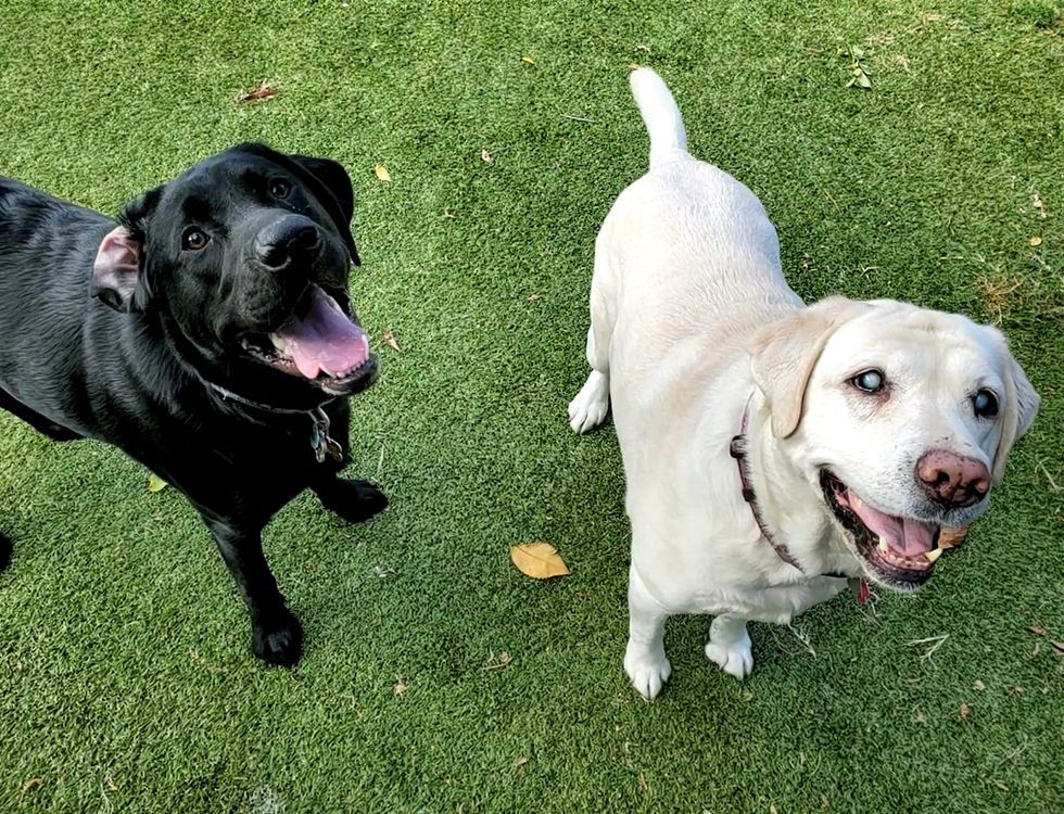 Two labrador dogs at Posh