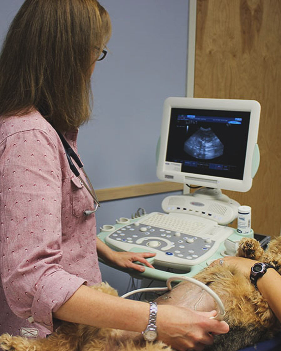 Vet performing ultrasound