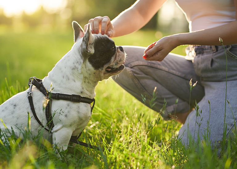 French bulldog