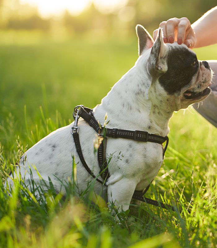 dog in grass