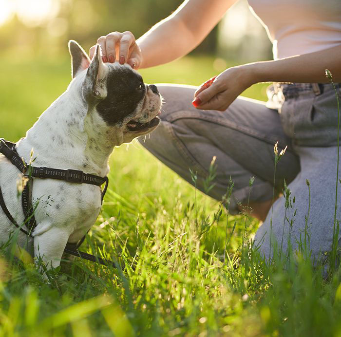 Woman training french bulldog park