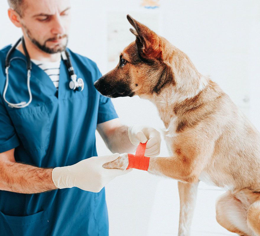 Vet applying bandage