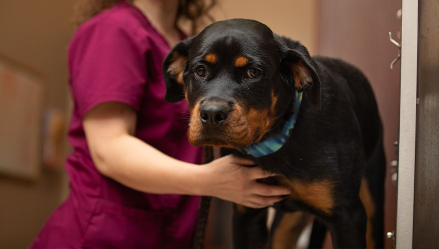 Vet checking rottweiler