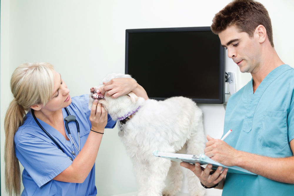 Veterinarian checking dog's teeth